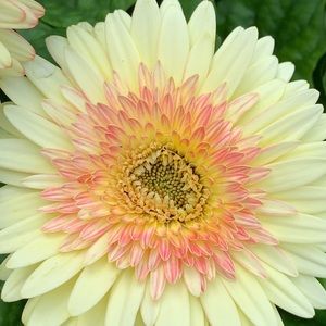 Meet your Posher, Nina